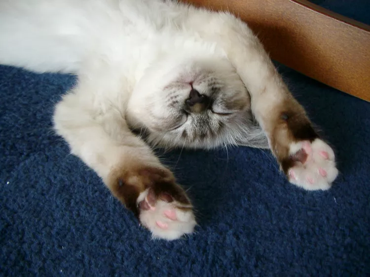 گربه‌ بیرمن 