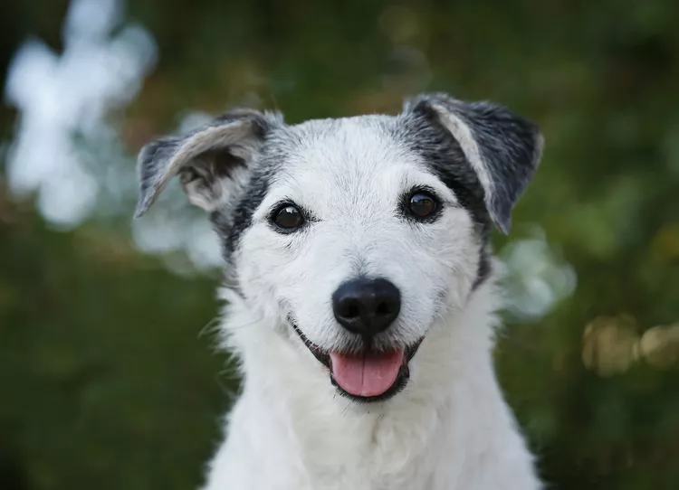 جک راسل تریر