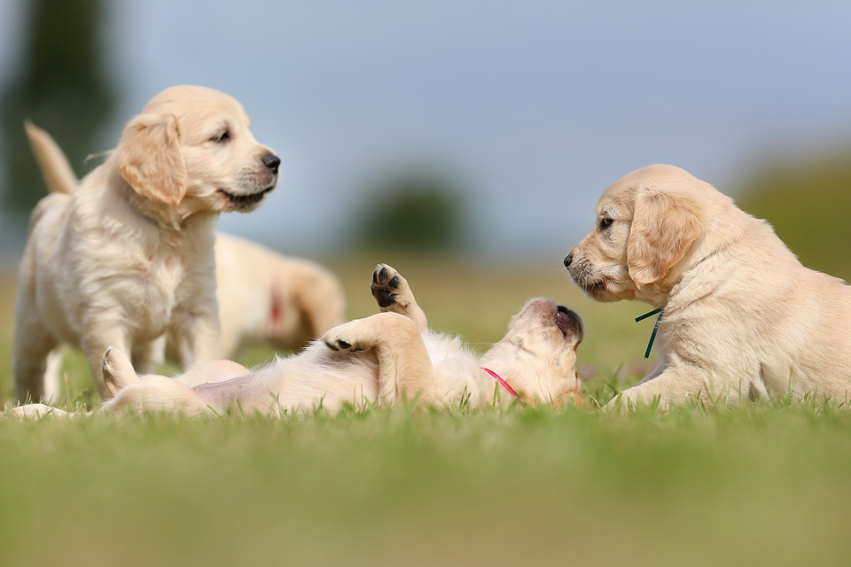 Holistic Puppy Care new