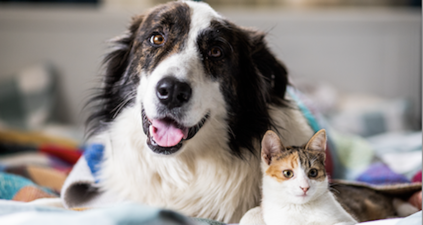 روش های نگهداری حیوان خانگی