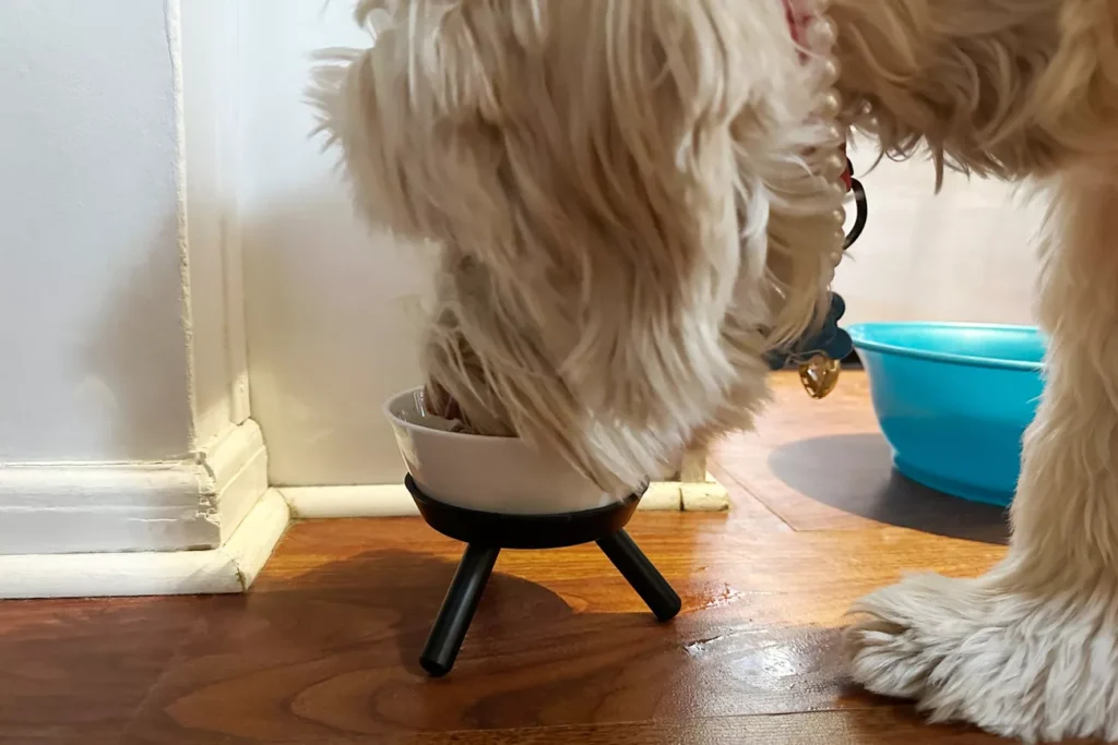 sps dog bowls test pets good oreo table cat rachel marek 13 crop ecf9ea5c225f462fb6e416e0acb0a928