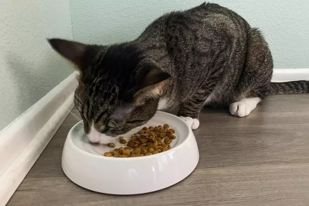 sps otk pet bowls test catguru whisker stress free food lu han 14 9ce13931f66a441fa64753db2f8e788f