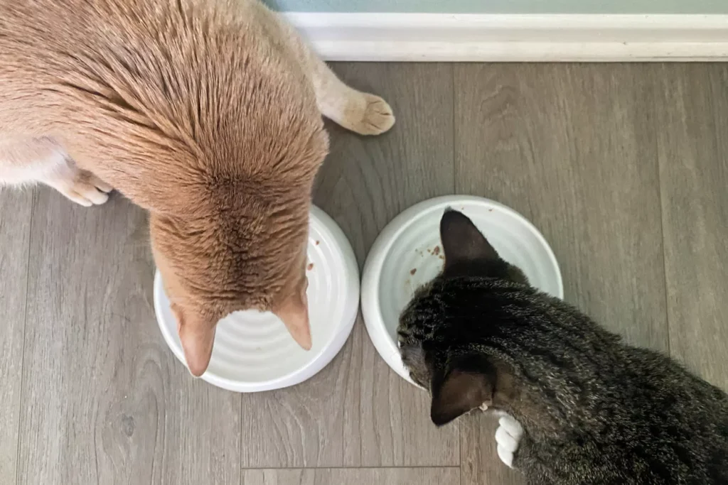 sps otk pet bowls test catguru whisker stress free food lu han 28 ba93998af7cc44dab2a43c5f6892fa6e