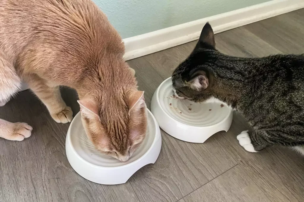 sps otk pet bowls test catguru whisker stress free food lu han 29 0dedceb17e414782a231fce7f15c66f7