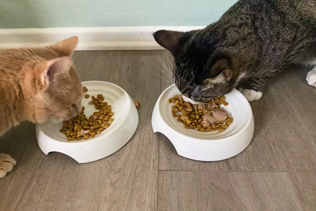 sps otk pet bowls test catguru whisker stress free food lu han 31 260ef4a0b89840ad8ceff2ed093f8d47