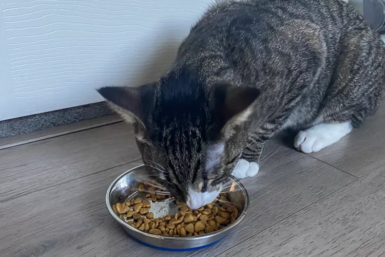 بهترین ظرف غذا گربه: 8 عدد از بهترین برند ها+قیمت (بخش سوم)