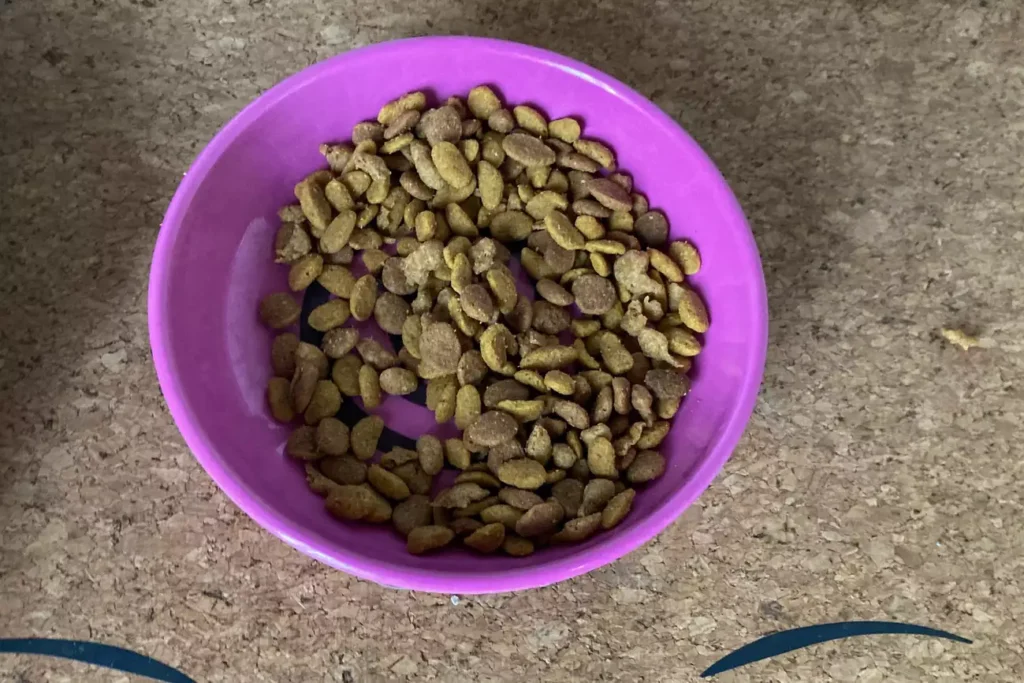 sps pet bowls test van ness ecoware whisker friendly lisa pezzuto 10 b39bf2bac7964247b355e3d06e30447b