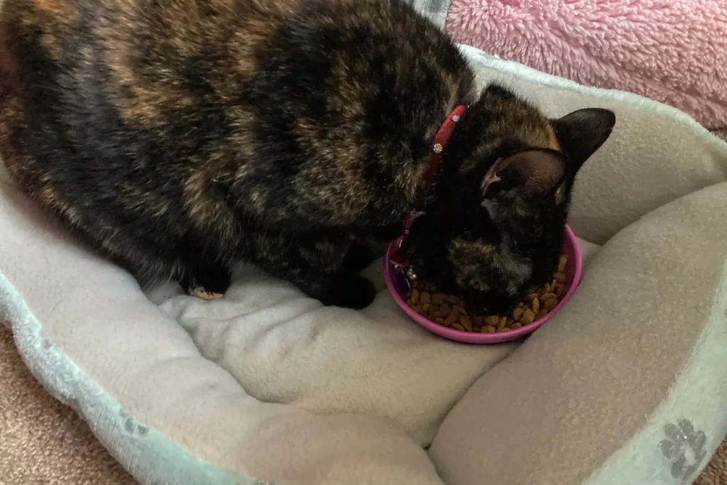 sps pet bowls test van ness ecoware whisker friendly lisa pezzuto 4 6363054c8d9b4116b72c0453eb885134