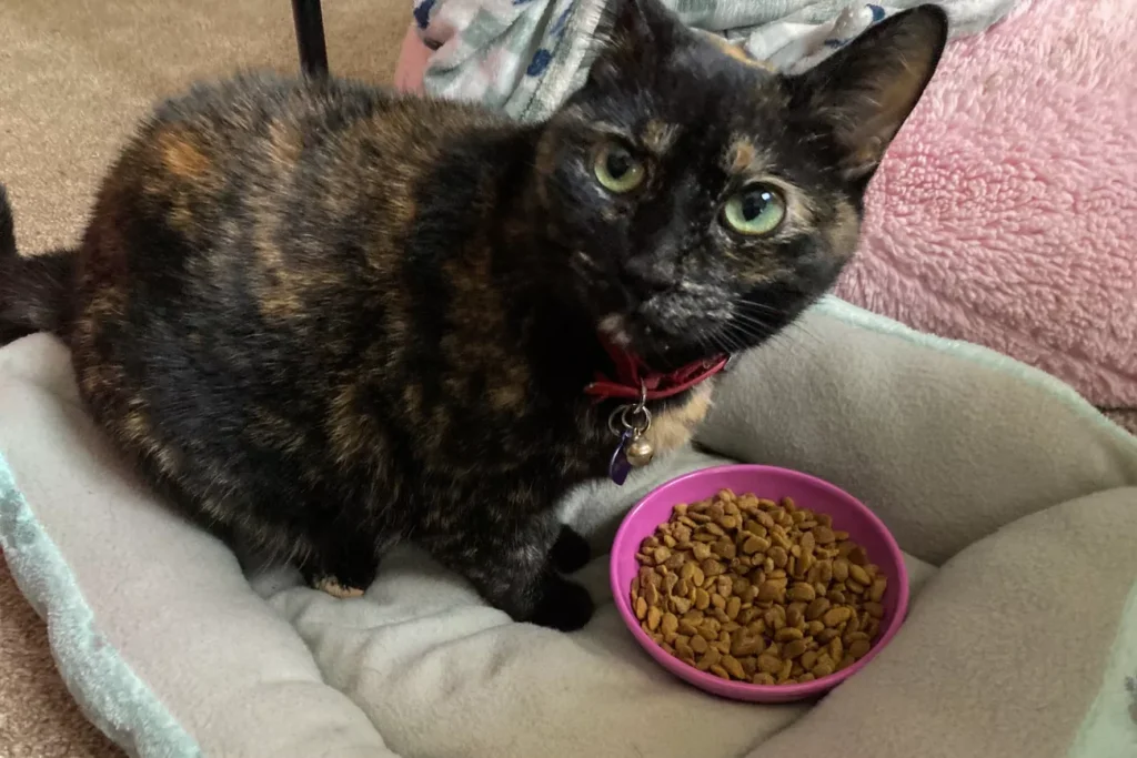 sps pet bowls test van ness ecoware whisker friendly lisa pezzuto 8 980a6cd4b2fe45e1afa4b80b30b9f68e