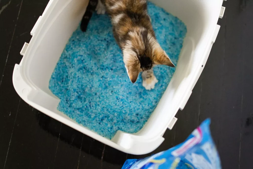 SPRPETS Fresh Step Premium Crystals clumping scented blue litter Kaya Abrahamson Photo 03 5593c6c2b93449ad86cad240cbb2adf5