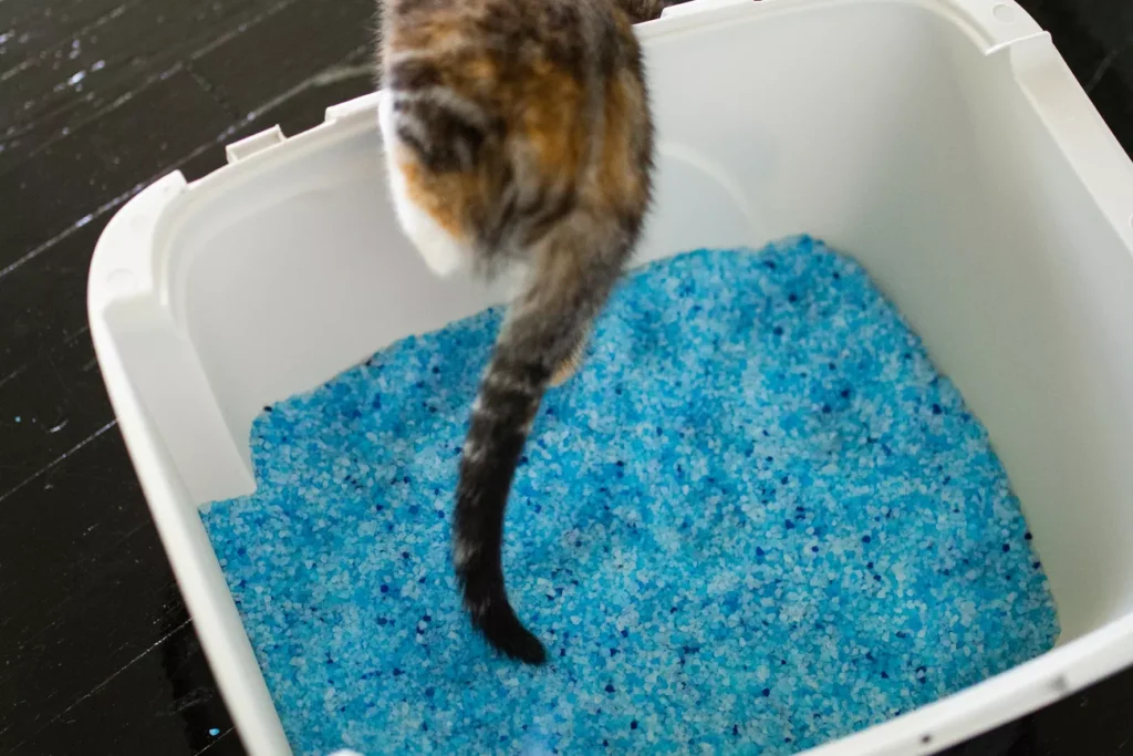 SPRPETS Fresh Step Premium Crystals clumping scented blue litter Kaya Abrahamson Photo 05 7f4f3d444bfe40d190e1e4b93b2b5ea9