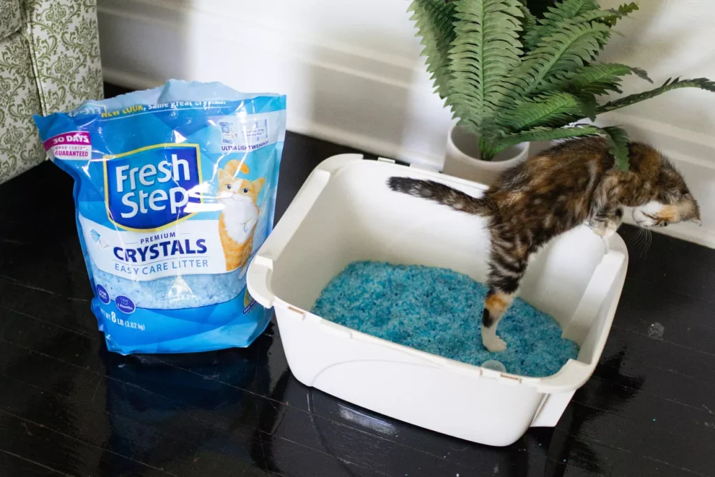 SPRPETS Fresh Step Premium Crystals clumping scented blue litter Kaya Abrahamson Photo 06 b69b6c9cb5a74732bc4e86e9fad1ff78